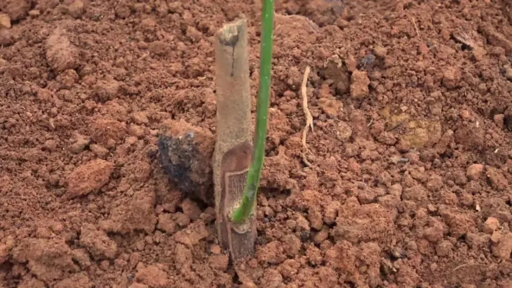橡胶致富种植项目有哪些_橡胶种植收益_橡胶种植致富项目