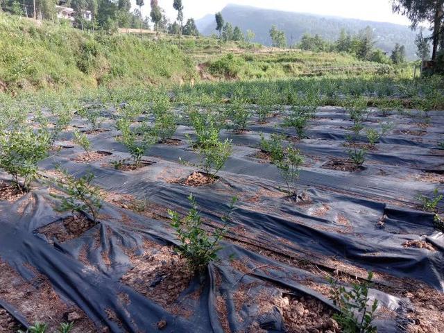 致富药材种植金银花技术要求_药材金银花种植基地有什么要求_致富经药材金银花种植技术
