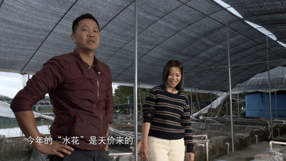 养殖鮸鱼_魟鱼养殖致富_养殖鳘鱼