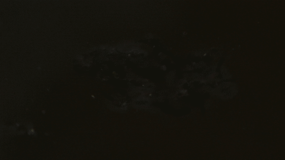 魟鱼养殖致富_养殖鳘鱼_养殖鮸鱼