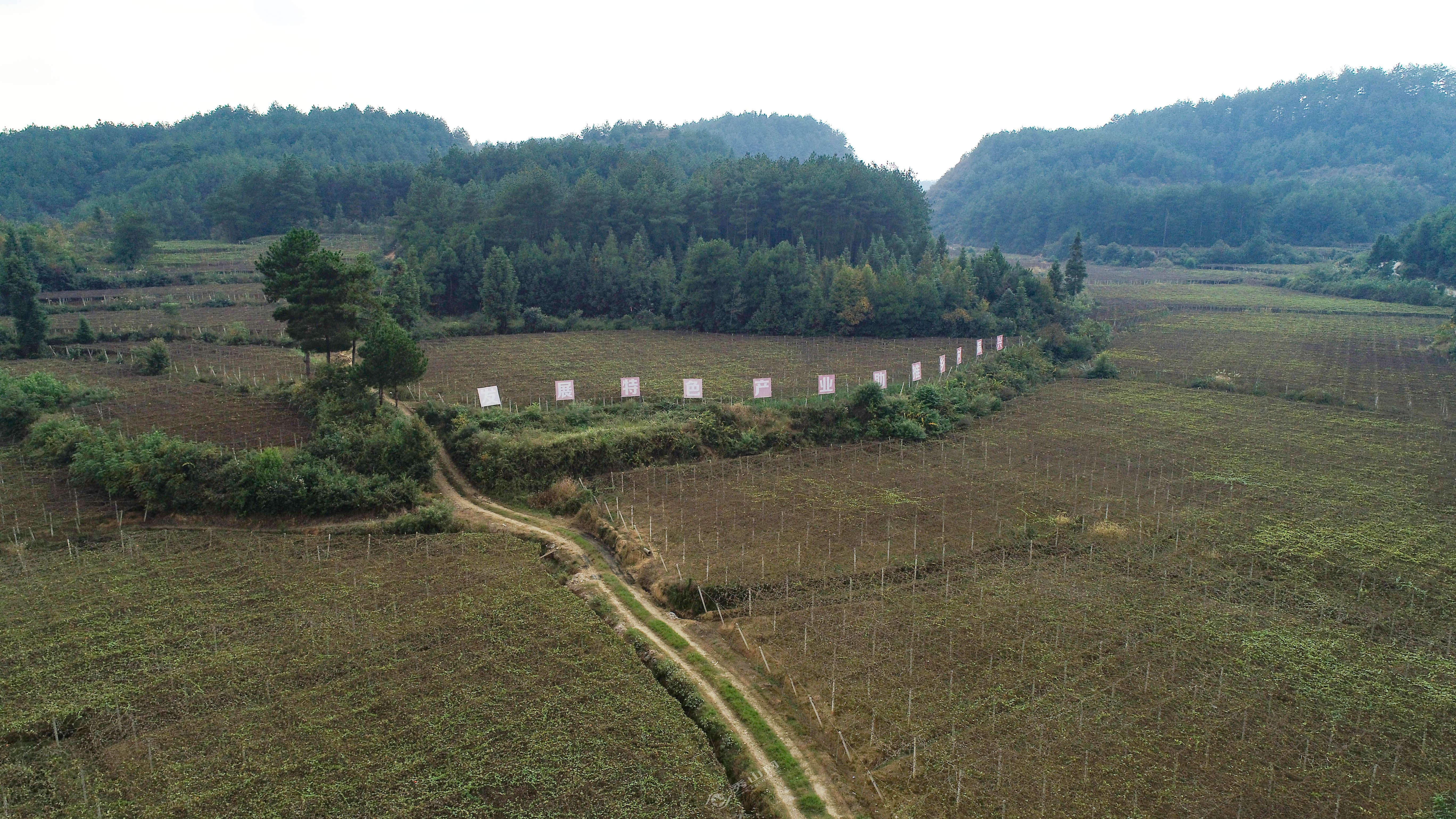 致富瓜子种植技术视频_瓜子种植致富_种瓜子挣钱吗