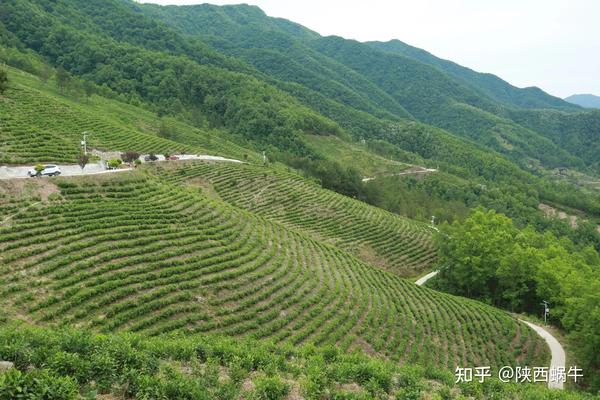 致富经荒山致富项目_致富经荒山_山区致富项目