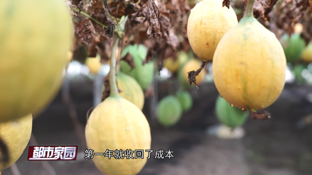种瓜子挣钱吗_瓜子种植技术_瓜子种植致富