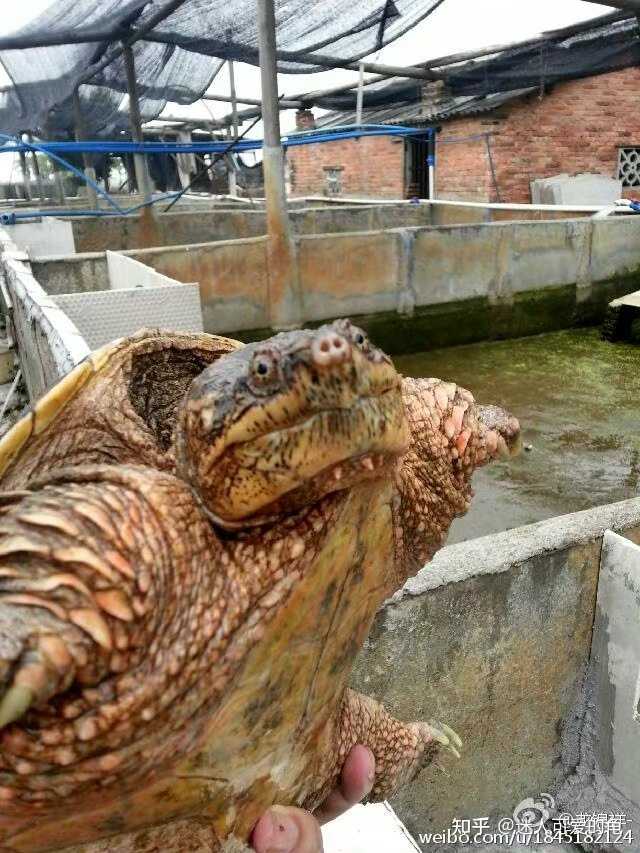鳄龟致富经_养殖鳄鱼龟致富_养殖鳄鱼龟的成本和利润