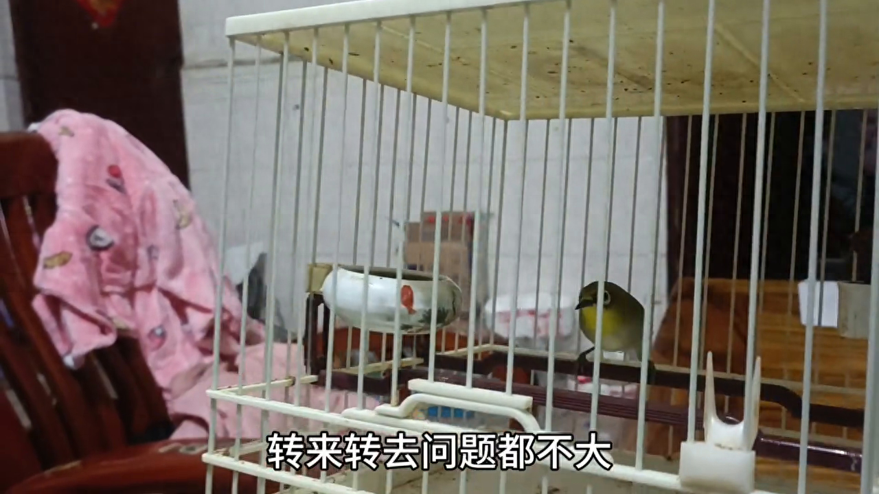 黄粉虫养殖技术视频教程_黄粉虫养殖技术视频教程_黄粉虫养殖技术视频教程