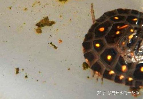 家庭乌龟养殖视频_家庭乌龟养殖技术_乌龟养殖家庭技术培训