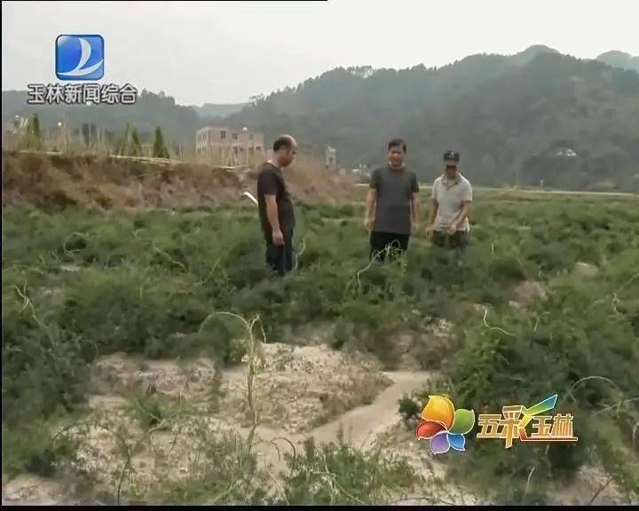 天冬种植效益_种植天冬市场前景怎样_天冬种植致富故