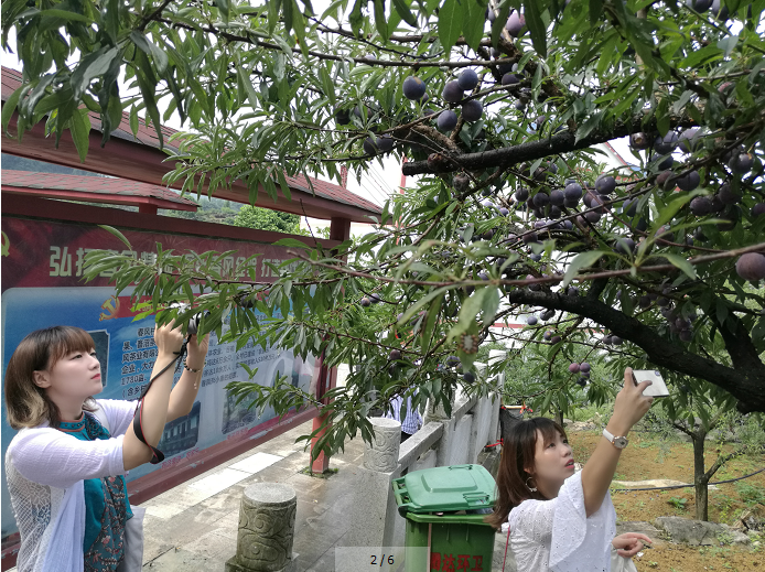 农村种植致富好项目_地黄种植致富_石头种植致富花图片视频