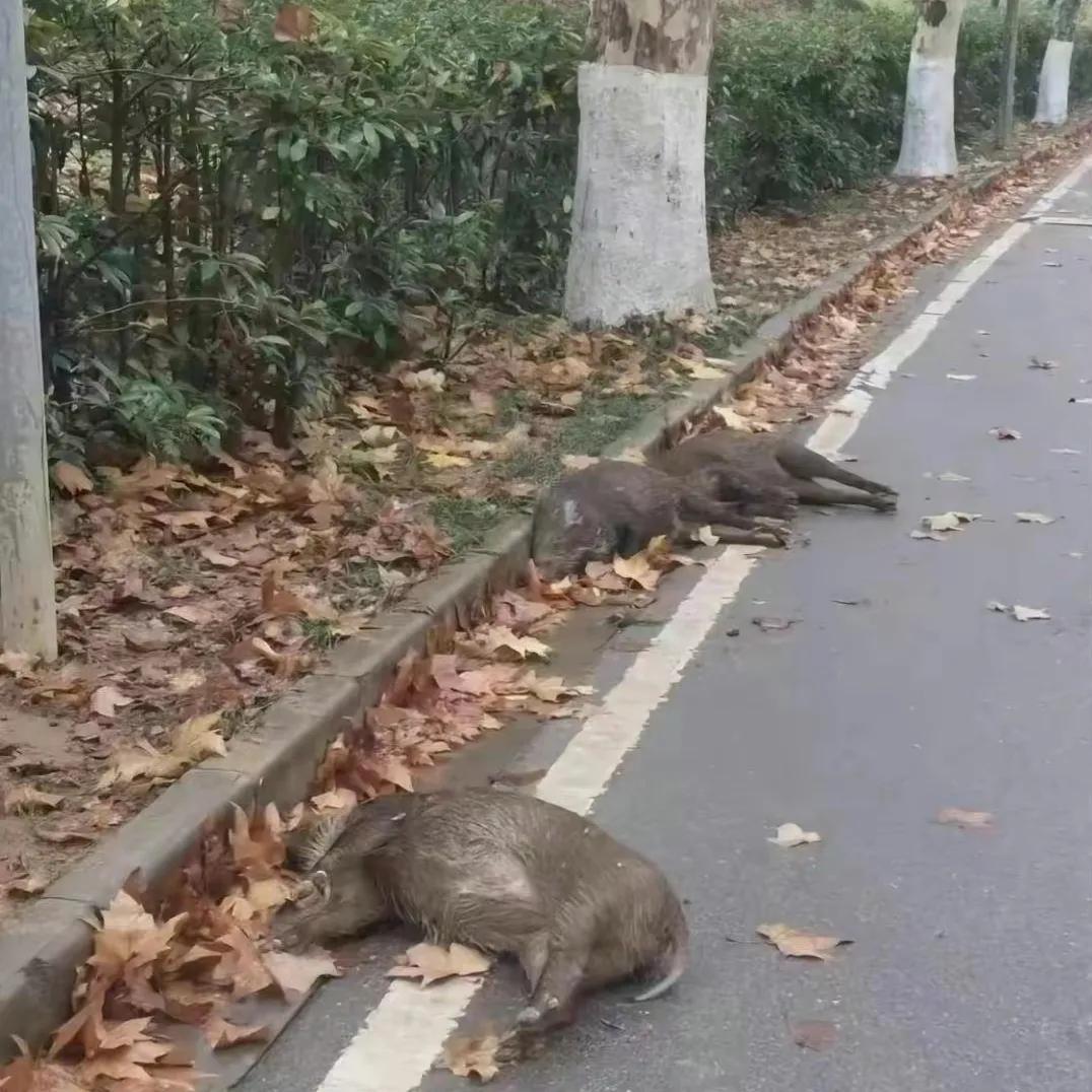 野猪的养殖技术的视频_养殖野猪视频全集_视频野猪养殖技术大全