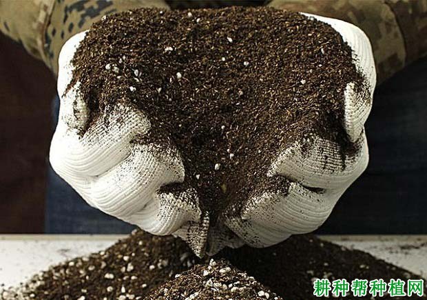 柚子种植栽培技术