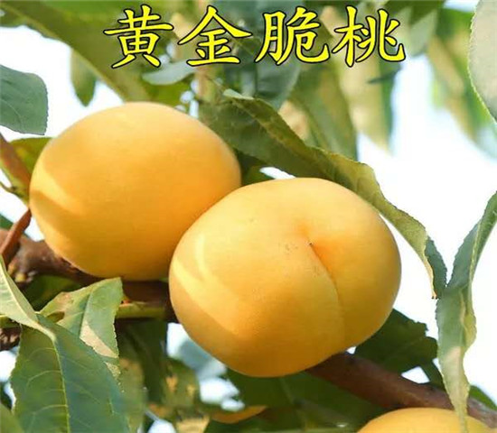 山东菏泽卖的板栗树多少钱、新品种板栗树苗怎么批发