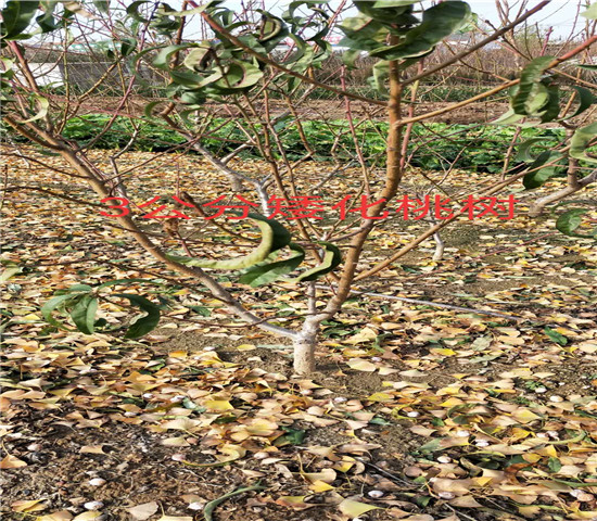 山东菏泽卖的板栗树多少钱、新品种板栗树苗怎么批发