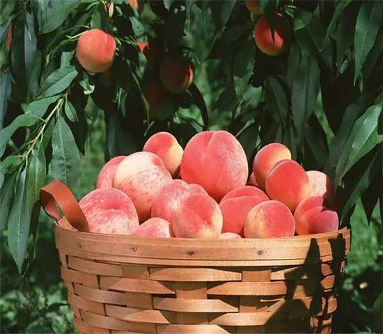 山东菏泽卖的板栗树多少钱、新品种板栗树苗怎么批发