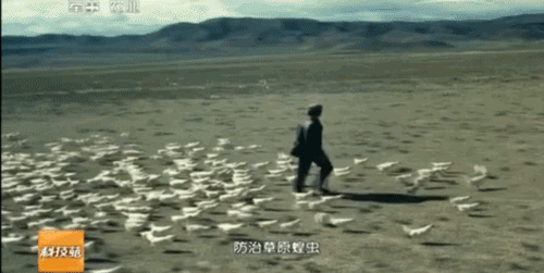 视频养殖蝗虫技术教学_蝗虫养殖技术视频_视频养殖蝗虫技术教程