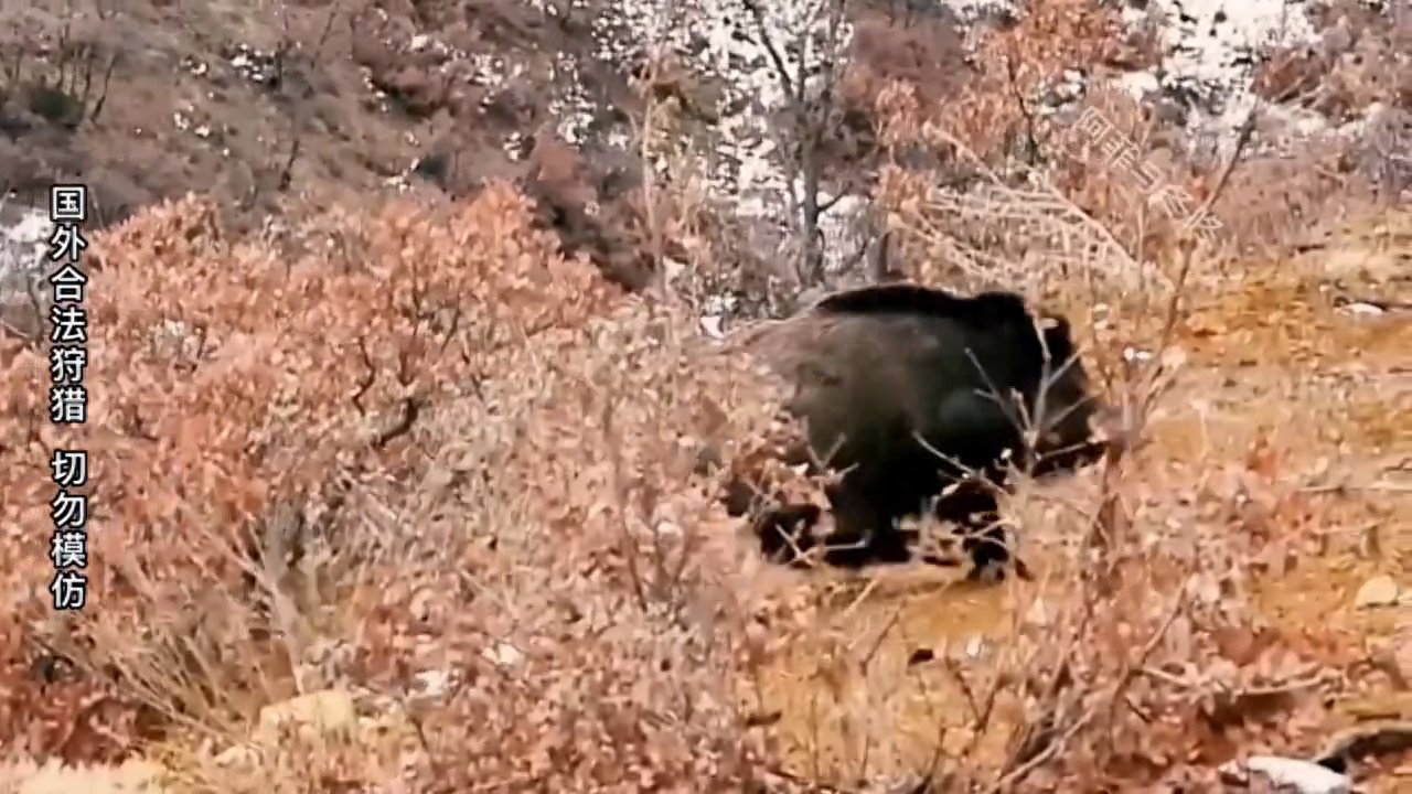 盘点土耳其胡子哥狩猎野猪的十佳枪法