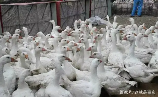 天鹅养殖场_白天鹅 养殖技术_天鹅养殖需要什么手续