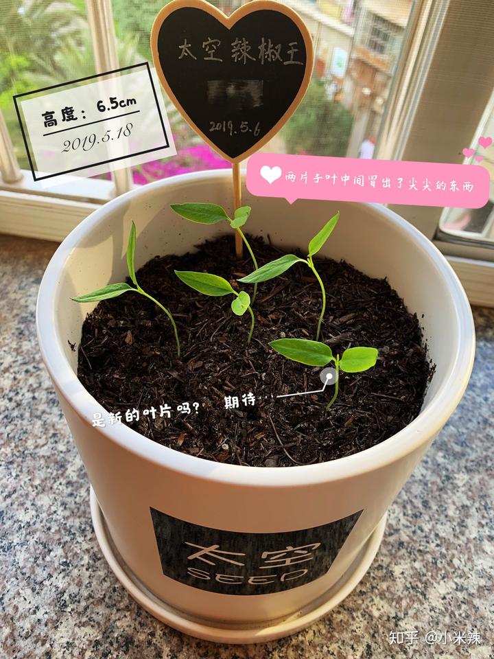 种植丝瓜赚钱吗_丝瓜种植效益_种植丝瓜致富