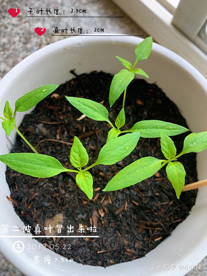 种植丝瓜赚钱吗_种植丝瓜致富_丝瓜种植效益
