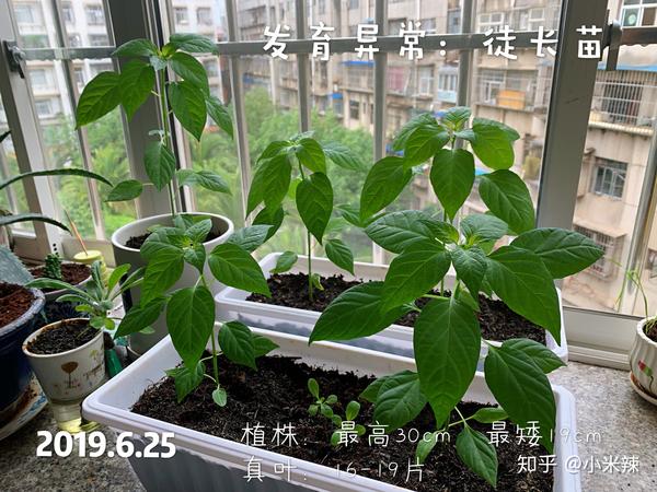 种植丝瓜致富_丝瓜种植效益_种植丝瓜赚钱吗