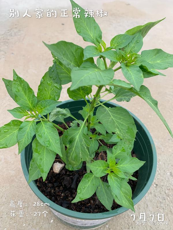 种植丝瓜赚钱吗_种植丝瓜致富_丝瓜种植效益