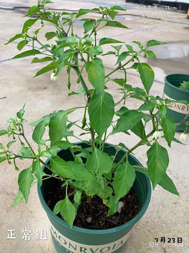 丝瓜种植效益_种植丝瓜致富_种植丝瓜赚钱吗