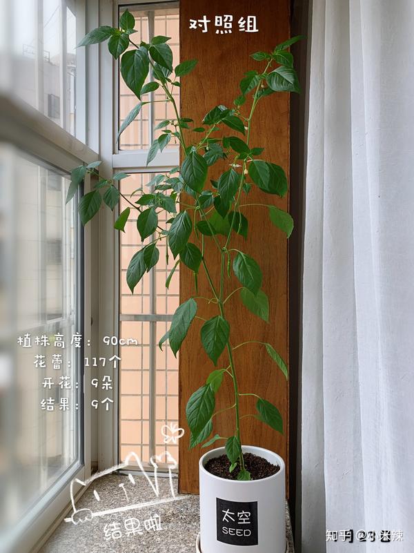 丝瓜种植效益_种植丝瓜致富_种植丝瓜赚钱吗