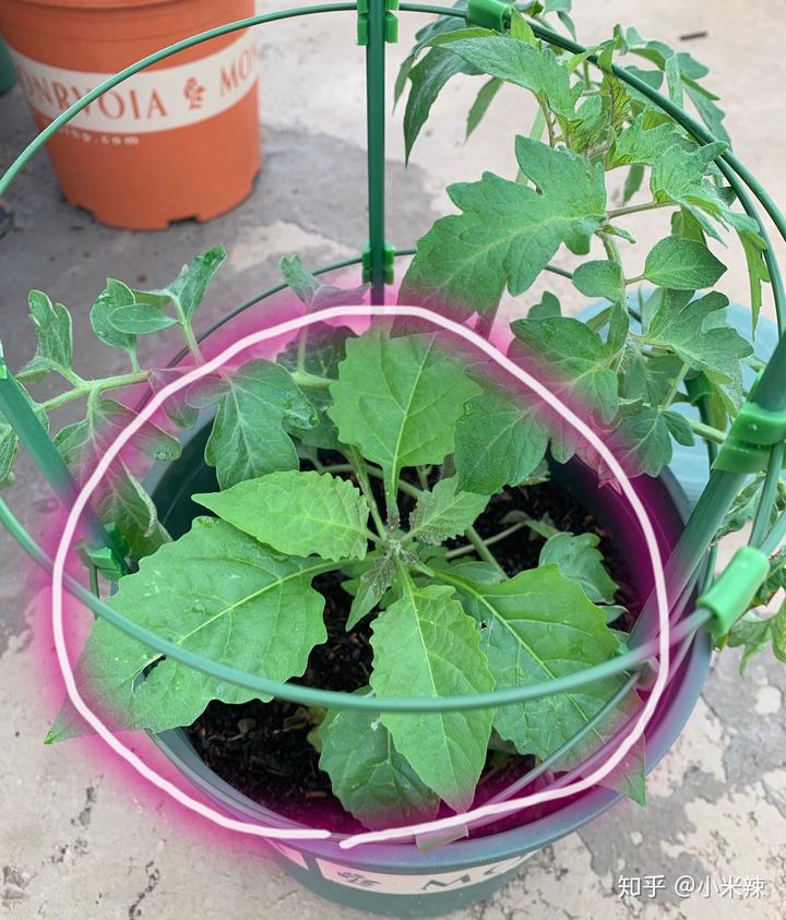 种植丝瓜致富_丝瓜种植效益_种植丝瓜赚钱吗