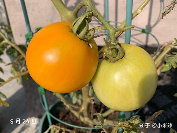 种植丝瓜赚钱吗_种植丝瓜致富_丝瓜种植效益