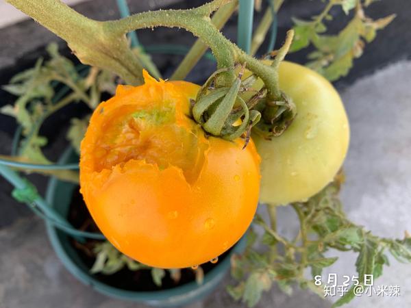 种植丝瓜赚钱吗_种植丝瓜致富_丝瓜种植效益