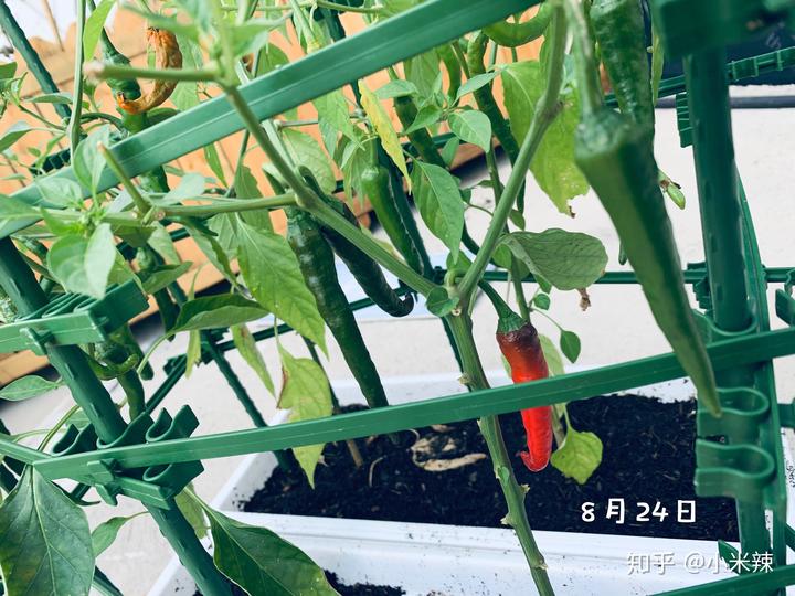 种植丝瓜赚钱吗_种植丝瓜致富_丝瓜种植效益