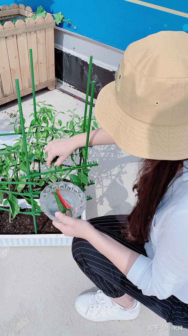 种植丝瓜致富_种植丝瓜赚钱吗_丝瓜种植效益
