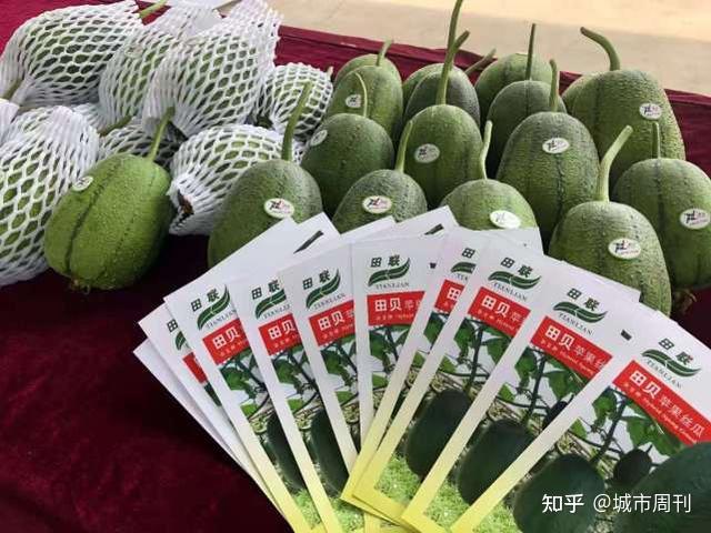 致富种植丝瓜图片_致富种植丝瓜怎么样_种植丝瓜致富