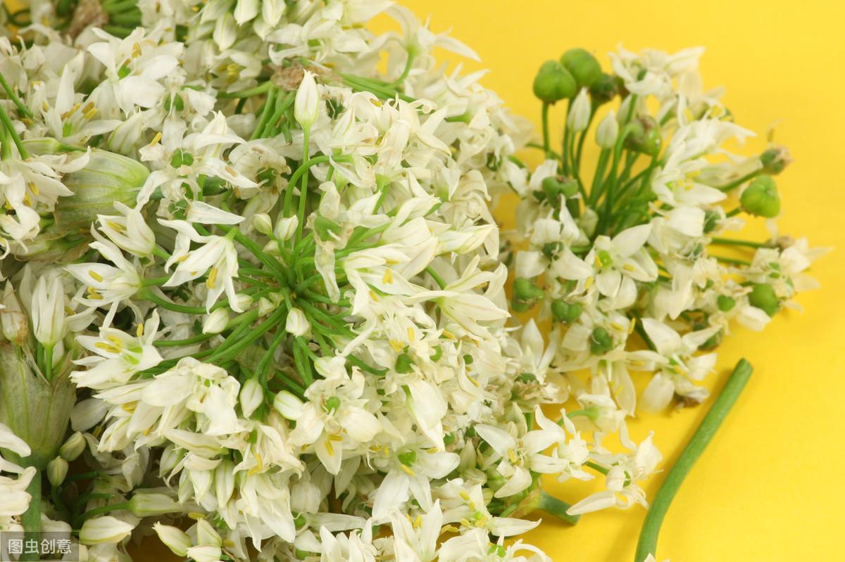 致富韭菜种植花盆图片_韭菜花种植致富_种韭菜花赚钱吗