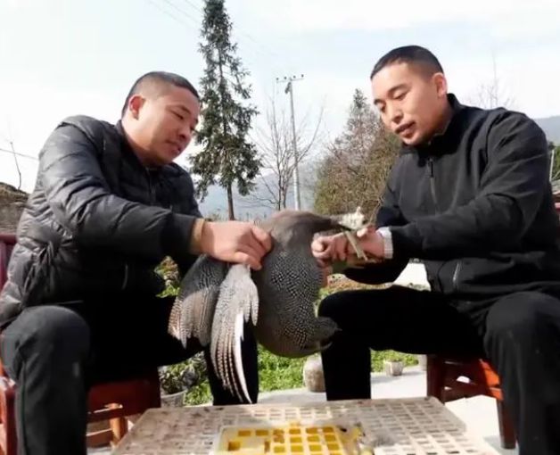 草原喂养珍珠鸡致富经_致富喂养草原珍珠鸡图片_致富经珍珠鸡养殖视频