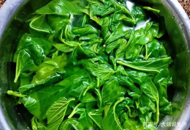 致富种植桑树视频_桑树种植 致富_致富种植桑树图片