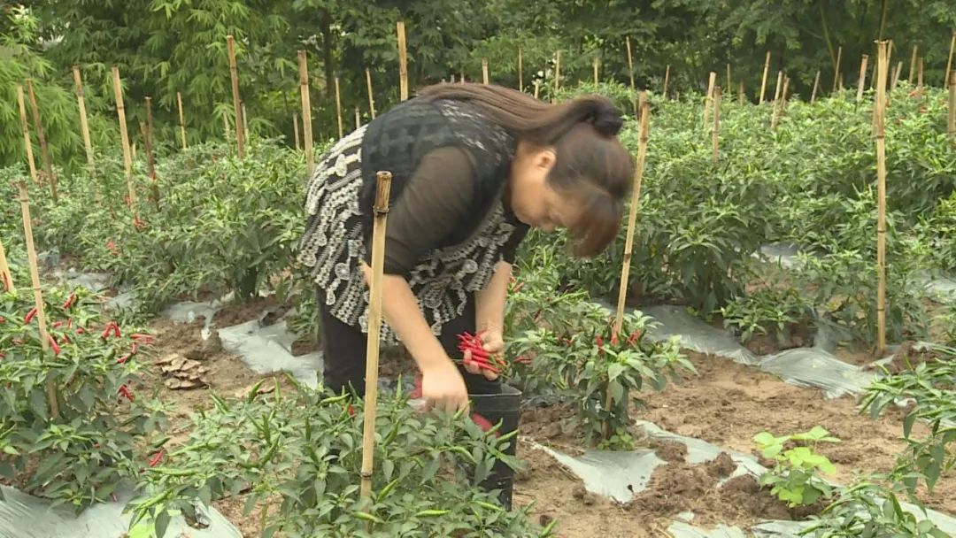 种植致富路_致富种植视频全集_致富经农村种植