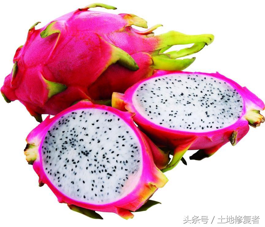 《致富经》之十三：火龙果种植高产技术