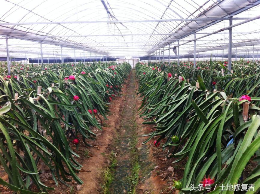 致富经种植水果_致富水果种植方法_农业种植水果致富项目