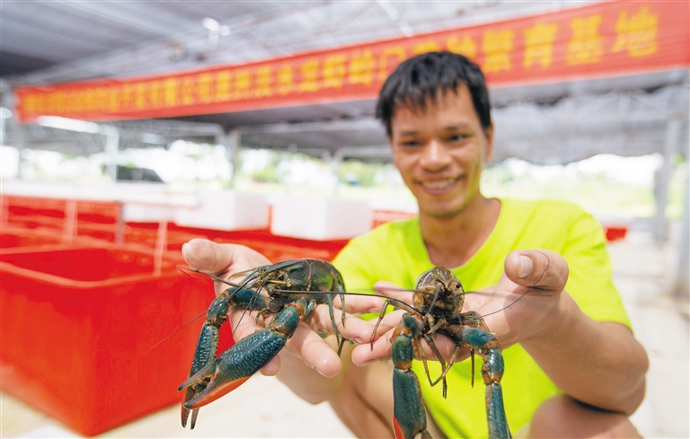 海南石金钱养殖技术_海南石金钱龟图片_海南种石金钱