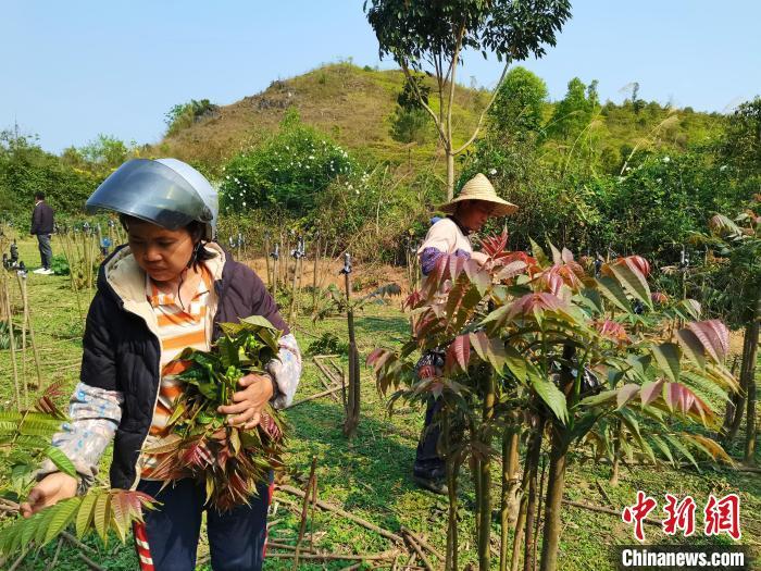 致富种植香椿视频_致富种植香椿图片_种植香椿致富