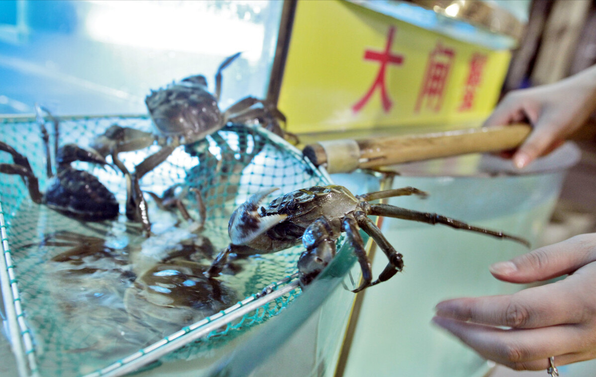 江苏小伙创新养蟹，大胆养殖“六月黄、双壳蟹”，每亩多赚四千块