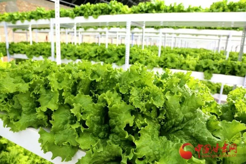 葛苗种植_葛根种植致富经_菜葛种植致富