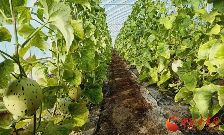 葛根种植致富经_菜葛种植致富_葛苗种植