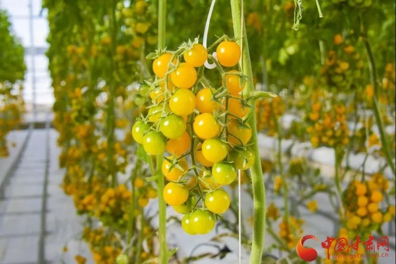 葛苗种植_菜葛种植致富_葛根种植致富经