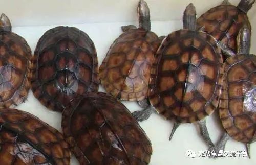 海南石金钱龟价格行情_海南石金钱养殖技术_海南金钱龟养殖