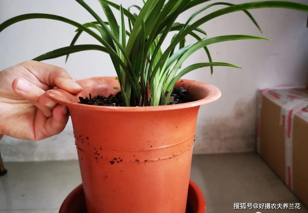 兰花养殖北方技术与管理_兰花的北方的养殖技术_北方养兰花秘籍