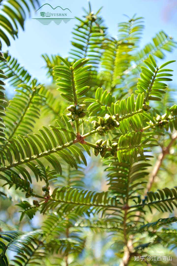 丝瓜种植致富_大棚樱桃种植成功致富案例_致富经江西种植葛根