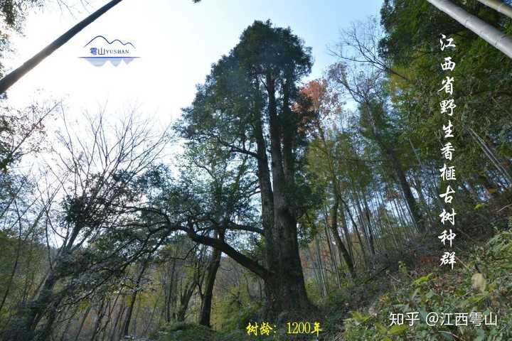 大棚樱桃种植成功致富案例_丝瓜种植致富_致富经江西种植葛根