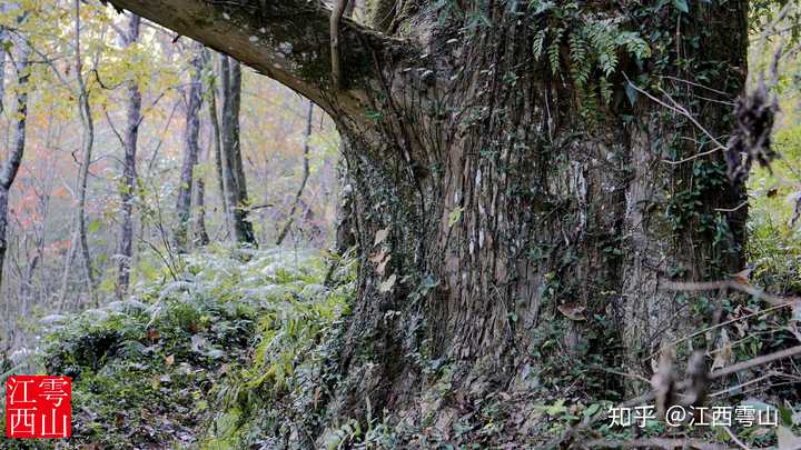 致富经江西种植葛根_丝瓜种植致富_大棚樱桃种植成功致富案例