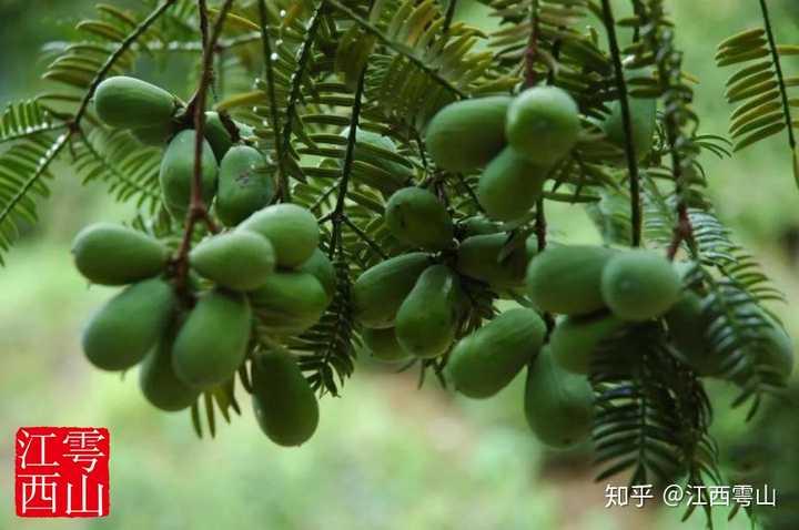 丝瓜种植致富_大棚樱桃种植成功致富案例_致富经江西种植葛根